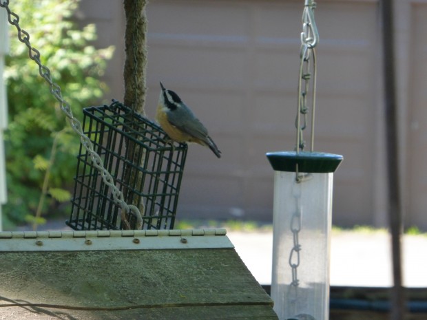 Nuthatch-- 8.11.15, Anchorage, Ak