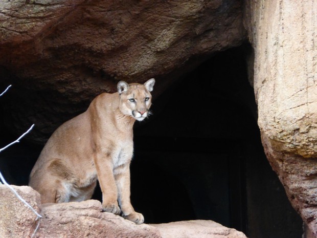 Mountain lion-- Arizona Sonora Desert Museum, Tucson, AZ, 11.16.15