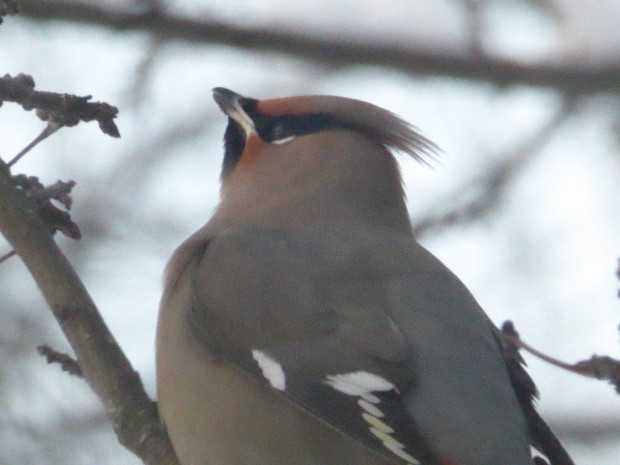 Bohemian waxwing in our crab apple tree-- 1.16.16, Anchorage, Ak