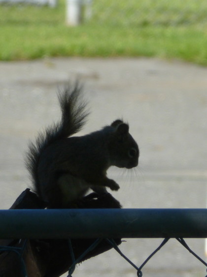 My little friend-- 8.1.15, Anchorage, Ak