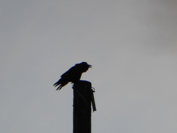 Raven on Eagle's pole speaking melodiously-- 2.17.16, Anchorage, Ak