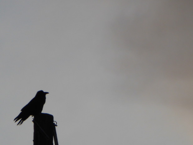 Raven on Eagle's pole this morning at sunrise-- 2.17.16, Anchorage, Ak