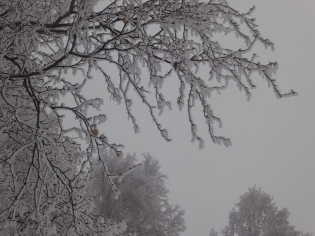 My Tree World, 12.12.16, Anchorage, Alaska