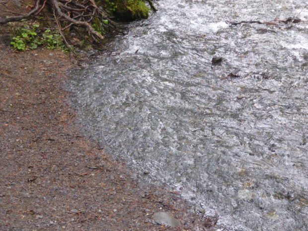 Edge of the stream-- Girdwood, Alaska, 6.8.17
