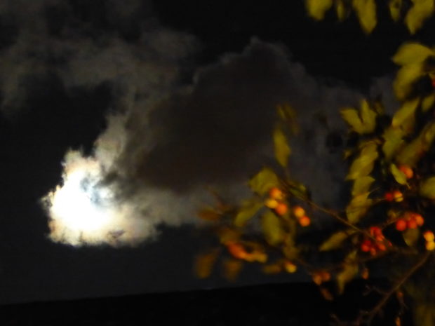 Warm wind, moon, crabapple-- 9.6.17, Anchorage